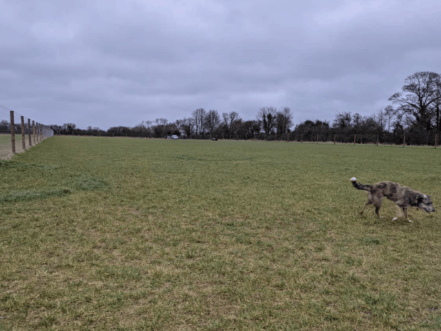 REVIEW: Hinton-in-the-Hedges Dog Walking Field, Brackley