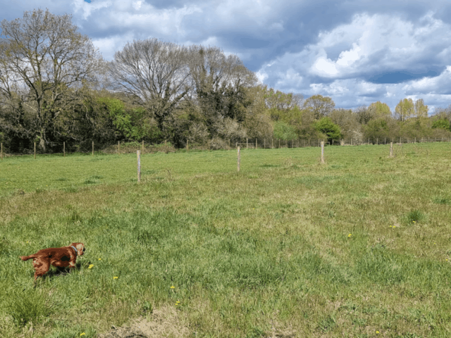 Fidosfun Fields (Fields 1 and 2) - Wokingham