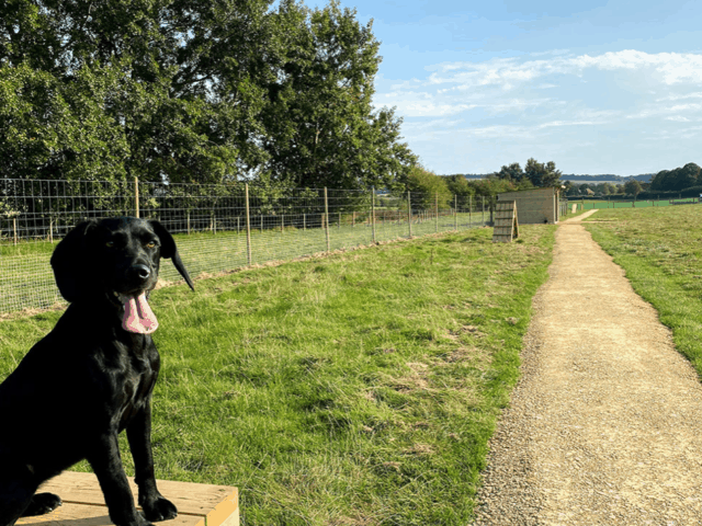 Paw Paddock - Secure Dog Field, East Meon