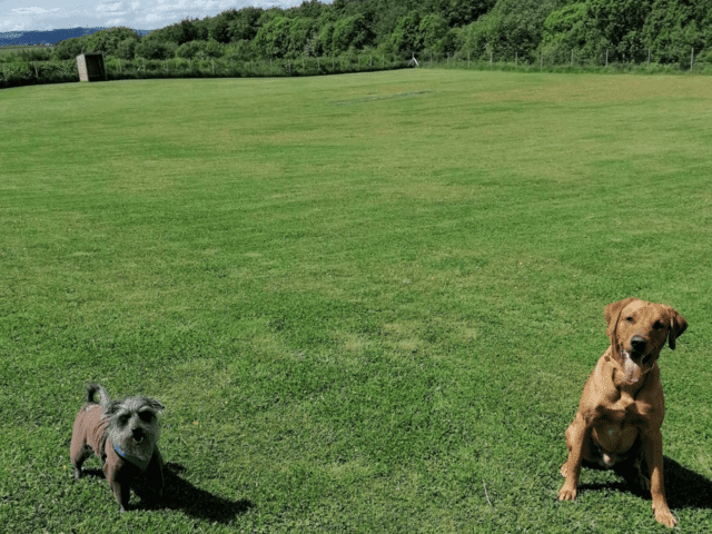 Fife Secure Dog Park, Cardenden