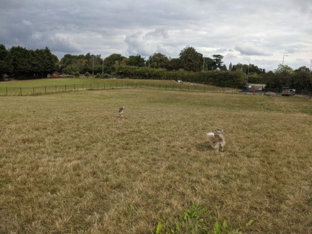Dog Exercise Paddock, Worcester REVIEW
