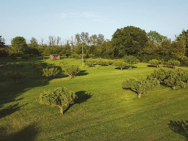 The Dog Orchard, Woodbridge