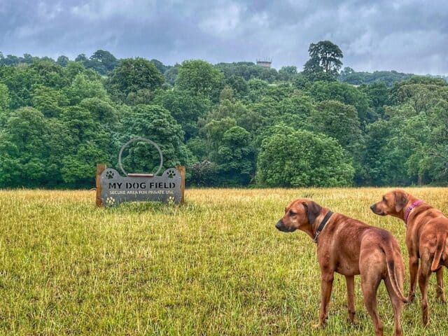 My Dog Field, Cuddington