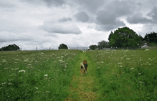 Bounce Dogs (Dog Field), Essex