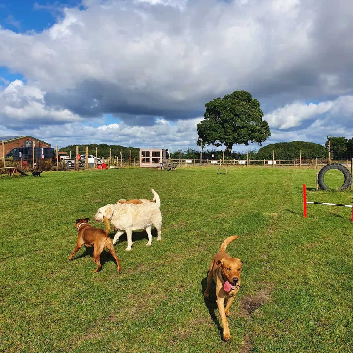 Forpets Secure Dog Field Hemingbrough