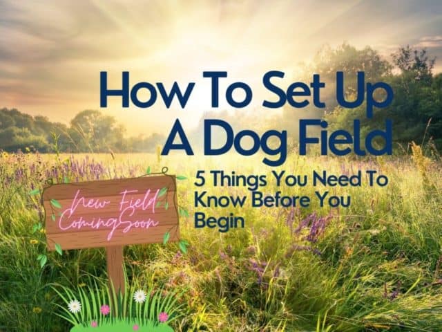 How To Set Up A Dog Field – 5 Things You Need to Know Before You Begin