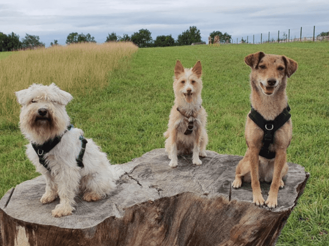 REVIEW: Lobbington Dog Field Lighthorne Heath