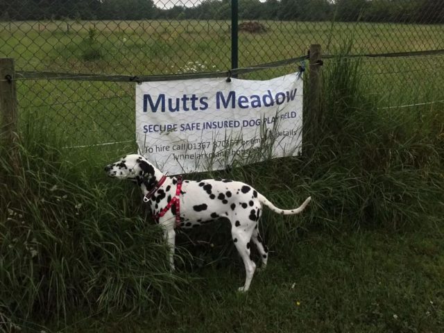 Mutts Meadow, Bampton