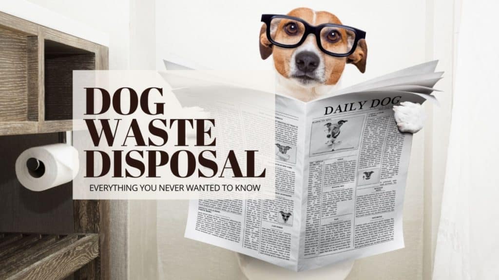 How Should I Dispose of Dog Waste From My Field?