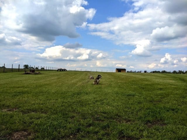 Poundon Pastures Secure Dog Field, Bicester **REVIEW**