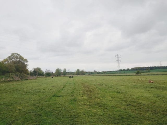 Murfield Meadow Secure Dog Field, Hadleigh
