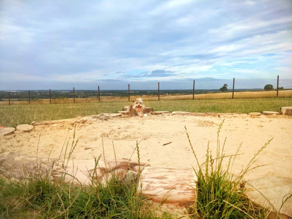 Sand Pits for Dogs – Common Mistakes and How to Avoid them