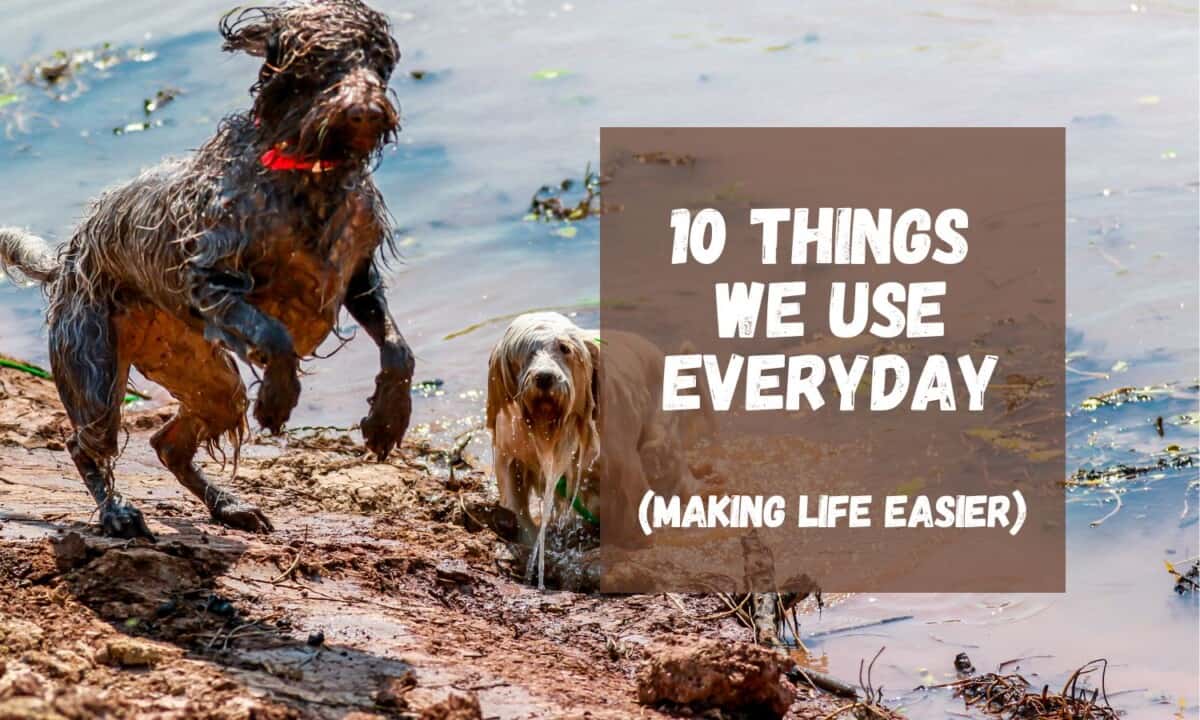 The Best 10 Things We Have Ever Bought for Our Dogs