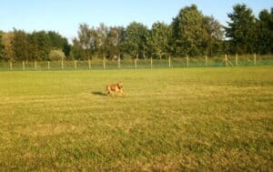 Welham's Farm Secure Dog Walking Field, Kings Lynn