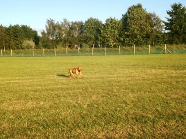 Welham's Farm Secure Dog Walking Field, Kings Lynn