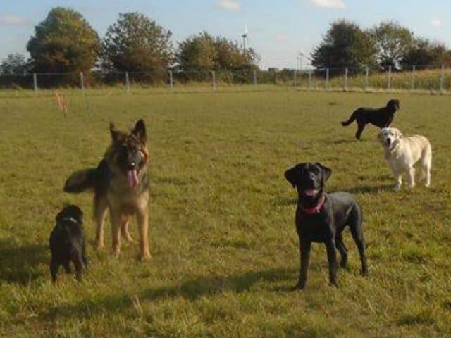 Cambridgeshire Canine Creche, Dog Field, March