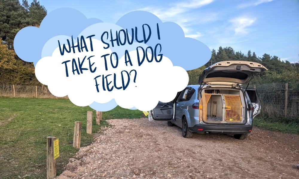 What Should I Take To A Dog Field?