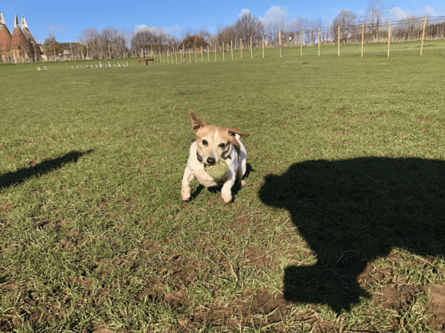 Paws Unleashed Dog Field, Rainham