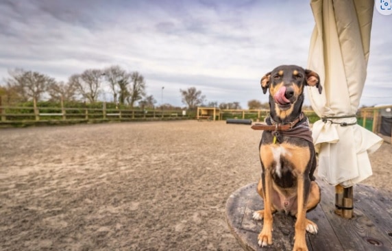 The Big Barn - The Sand Pit Secure Dog Field, Hailsham