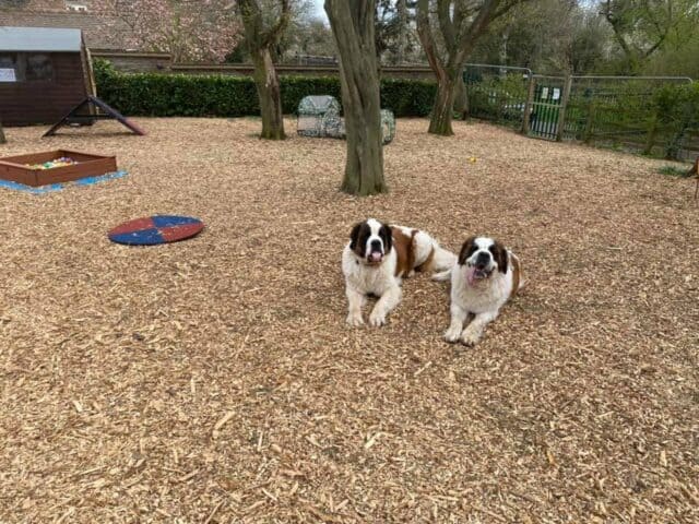 Wild at Heart Dog Play Park, Bovingdon