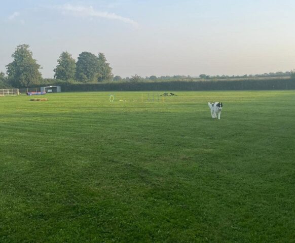 Castle Farm Secure Dog Field, Walworth