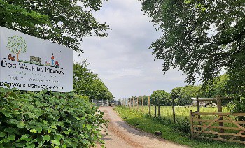 Dog Walking Meadow, Taunton