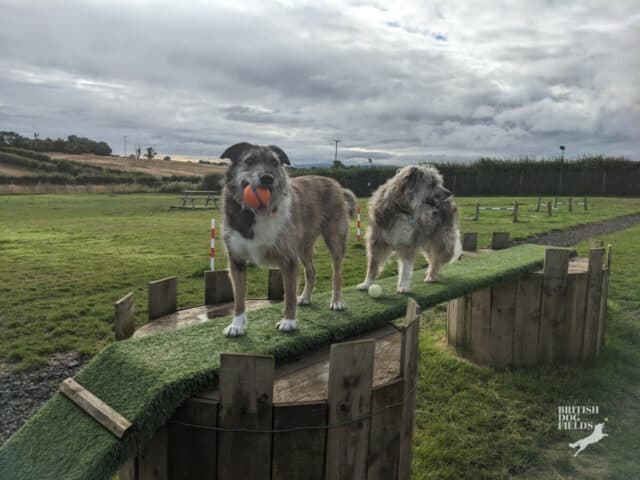 REVIEW: Doggy Play Night and Day Dog Park, Stillington