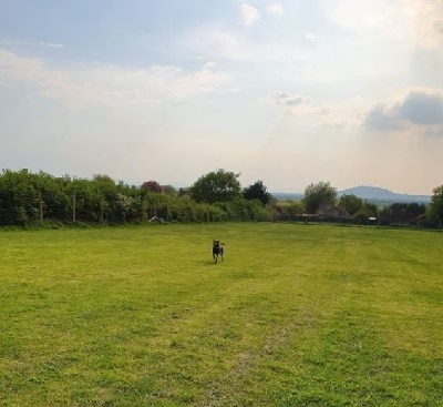 Kates Dog Walking Field, Badgworth