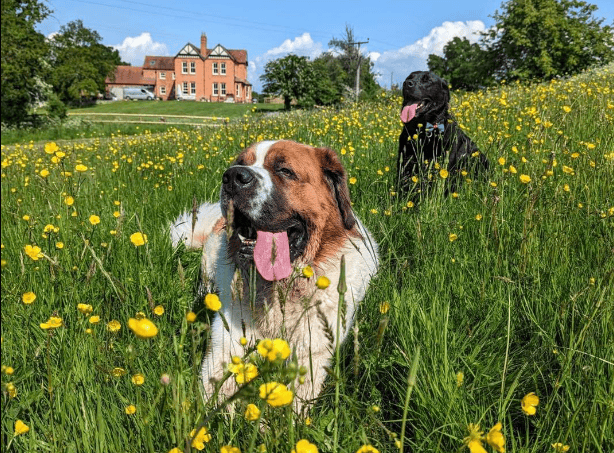 Alfie's Dog Field, Worcester