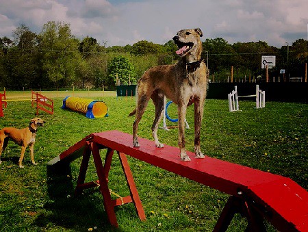 Darling Dogs of May Dog Field, Newbury
