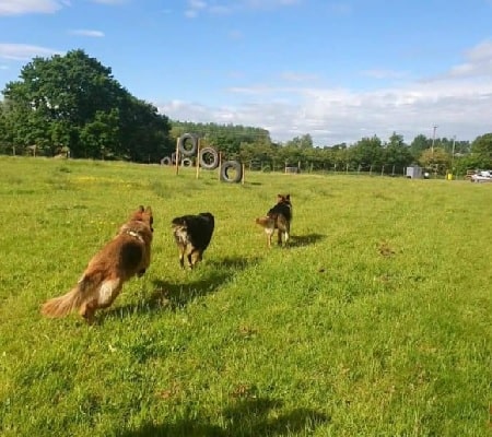 Mawdesley Pooch Park Secure Dog Field Ormskirk