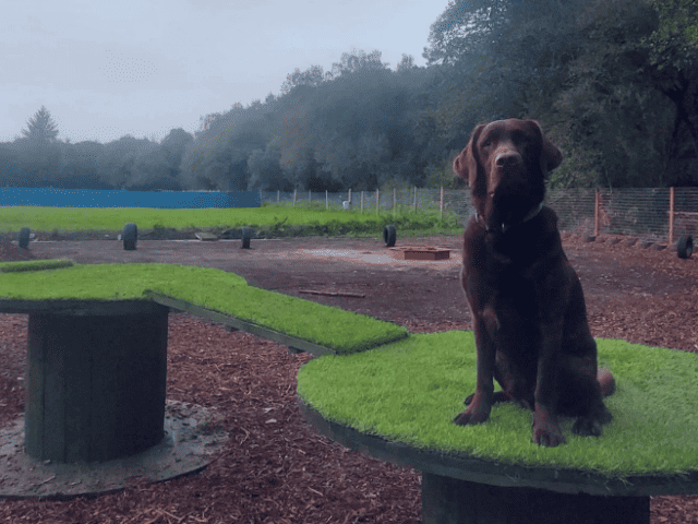 Islwyn Dog Field, Pontllanfraith