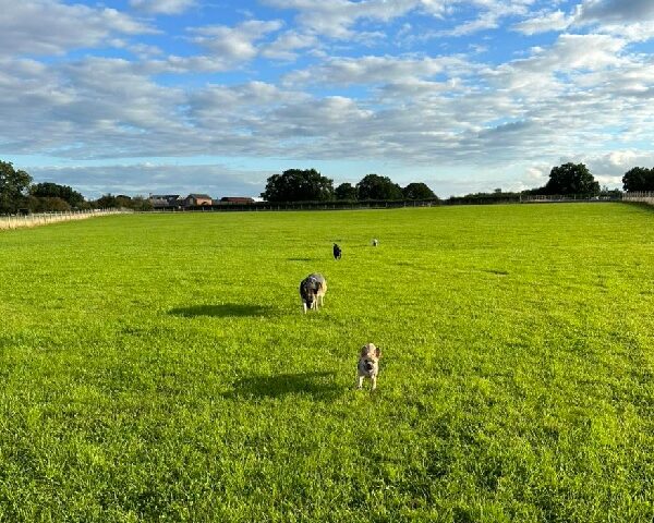 The Dogs Paddocks, Dog Field, Lower Whitley