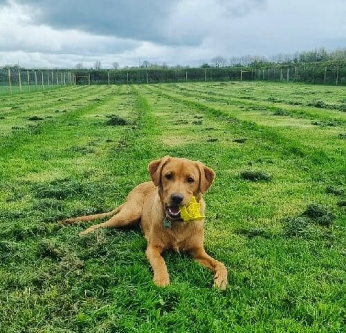Yolk Farm Dog Walking Field, Boroughbridge