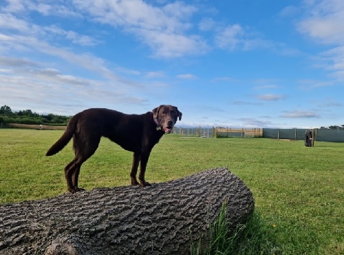 My Happy Hounds Dog Fields, Northallerton