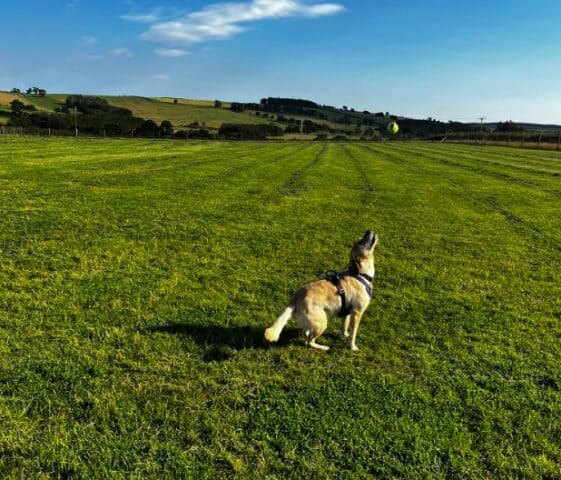 Learchild Dog Field, Whittingham Vale