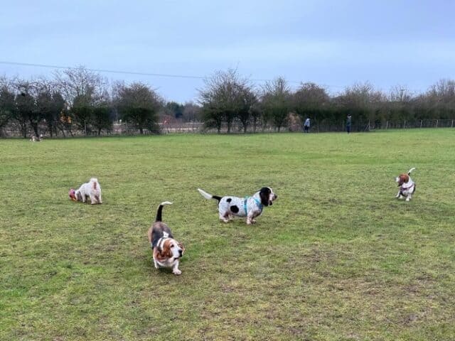 Little Paddocks Dog Field, Great Steeping