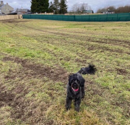 Dog Haven Dog Field, Hurworth Moor
