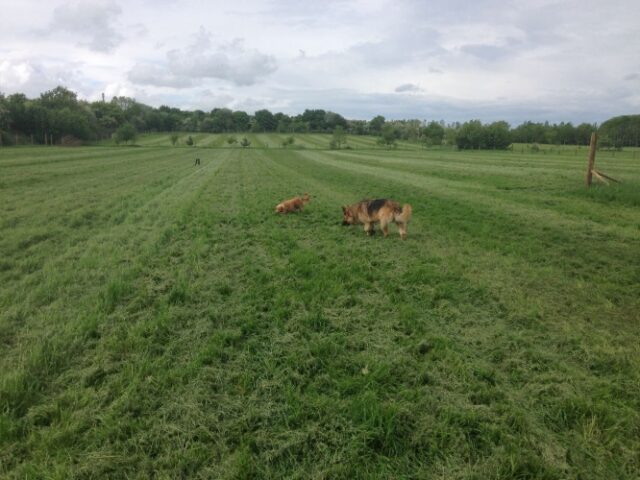4 Paws Dog Field, Grittenham