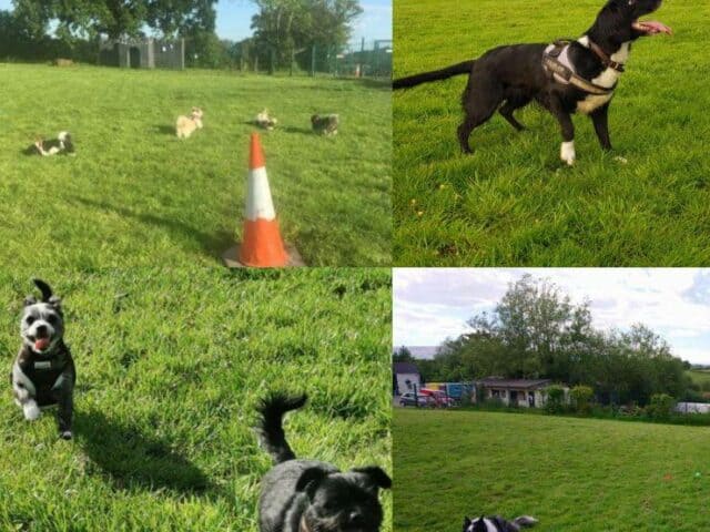 All Creatures Great & Small Dog Field, Cwmbran
