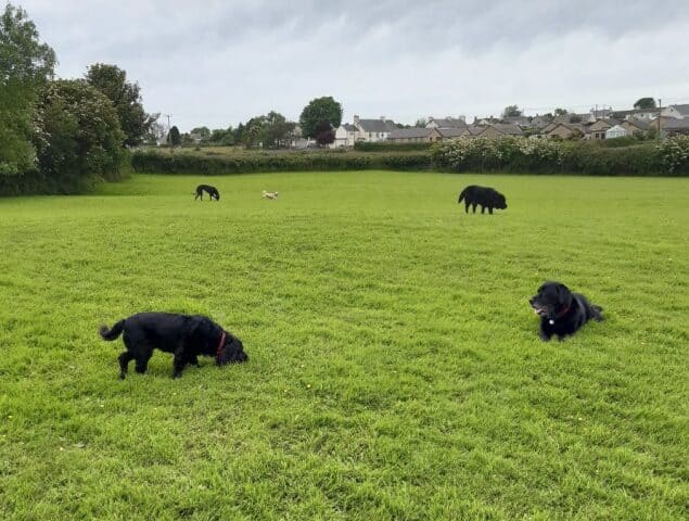 Centre Barks Anglesey Dog Field, Brynteg