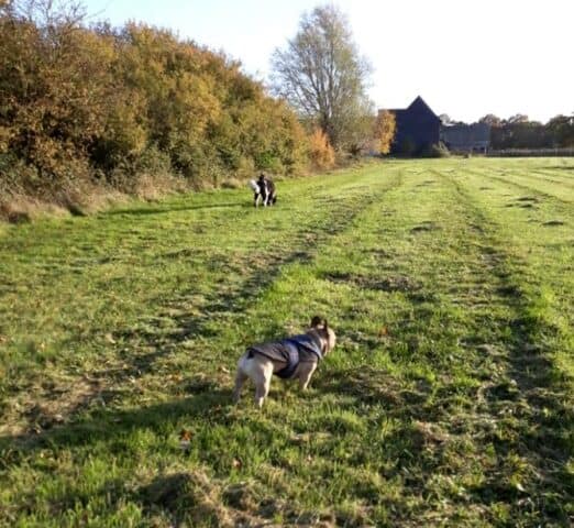 Caidge Canines Meadow Hire (Dog Field), Southminster