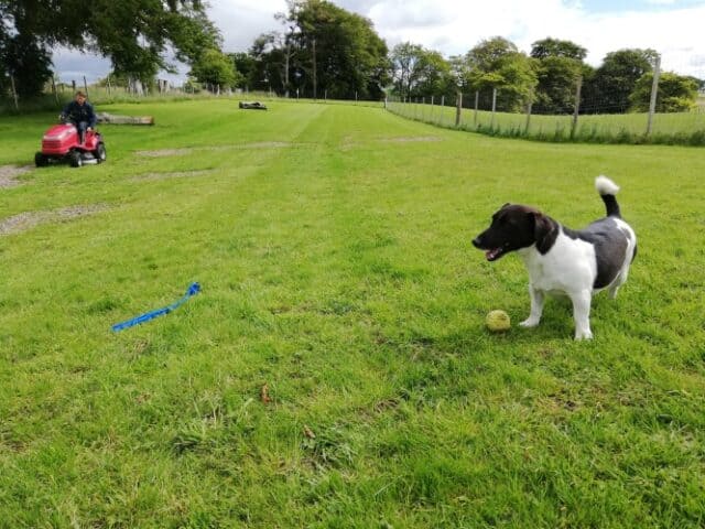 K9 Playtime Dog Field, East Kilbride