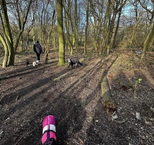 The Bark Park Woodland Adventure Dog Field, Chelmsford