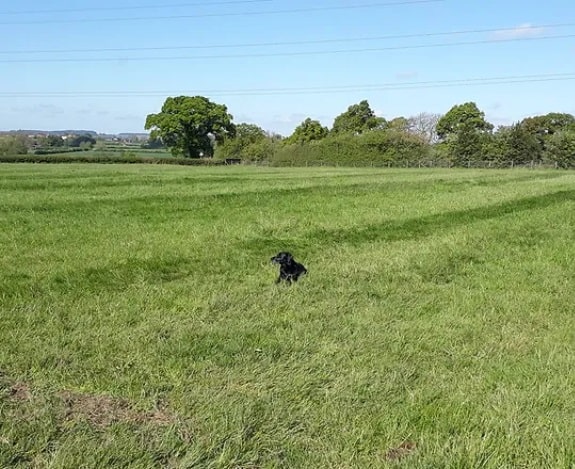 K9 Pastures Secure Dog Field, Drointon