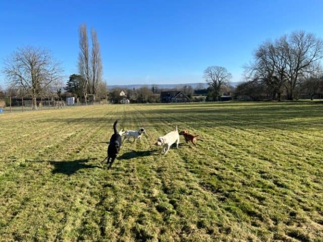 Pet Paddock Dog Field, Postcombe
