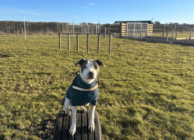Harbury Fields Dog Walking Fields, Leamington Spa