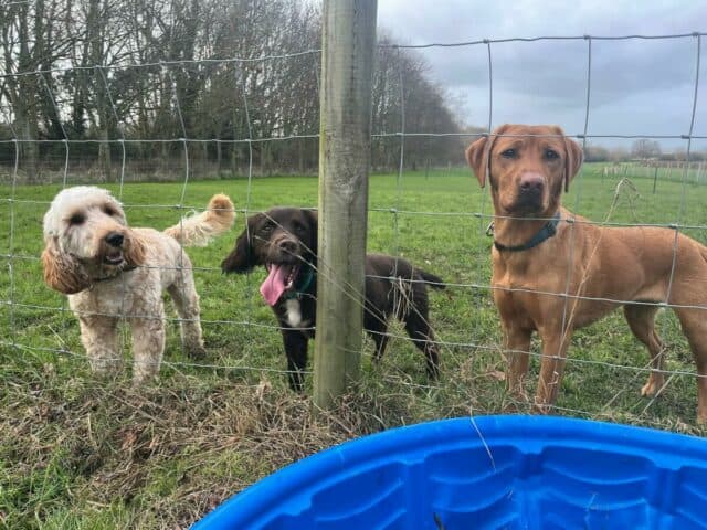 Woody's Dog Field, Cheltenham