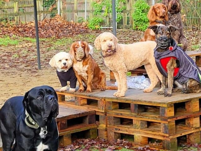 Canine Karma Dog Park, St Albans