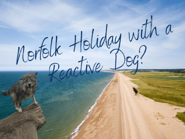 Norfolk: A Place to Holiday with a Reactive Dog?